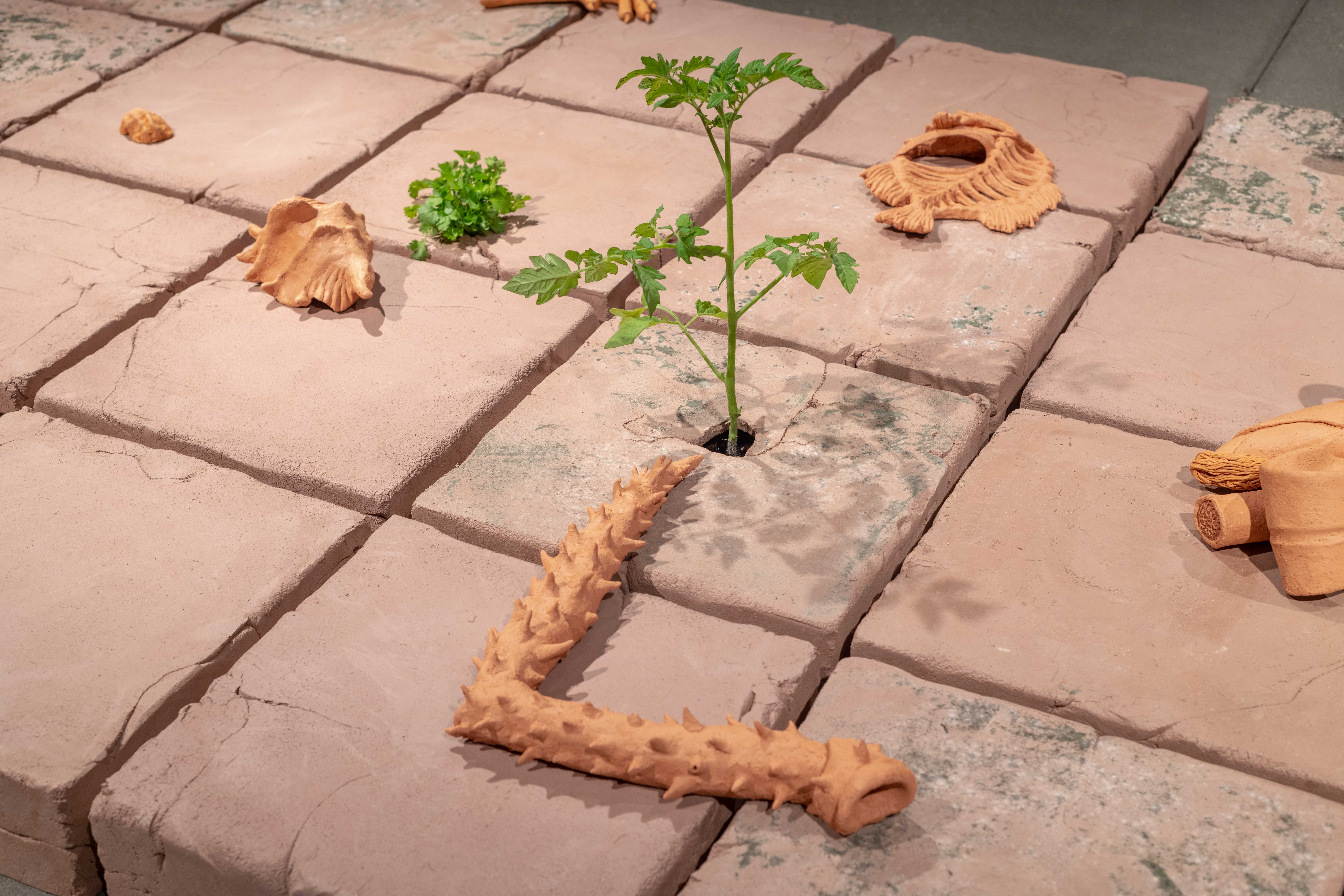 Detail shots of an 8’ x 4’ tile floor made from unfired clay with vegetable and herb
plants growing through cracks on eight of the tiles. The ceramic objects adorning the surface
are representations of different vegetables from my garden and other compostable waste.