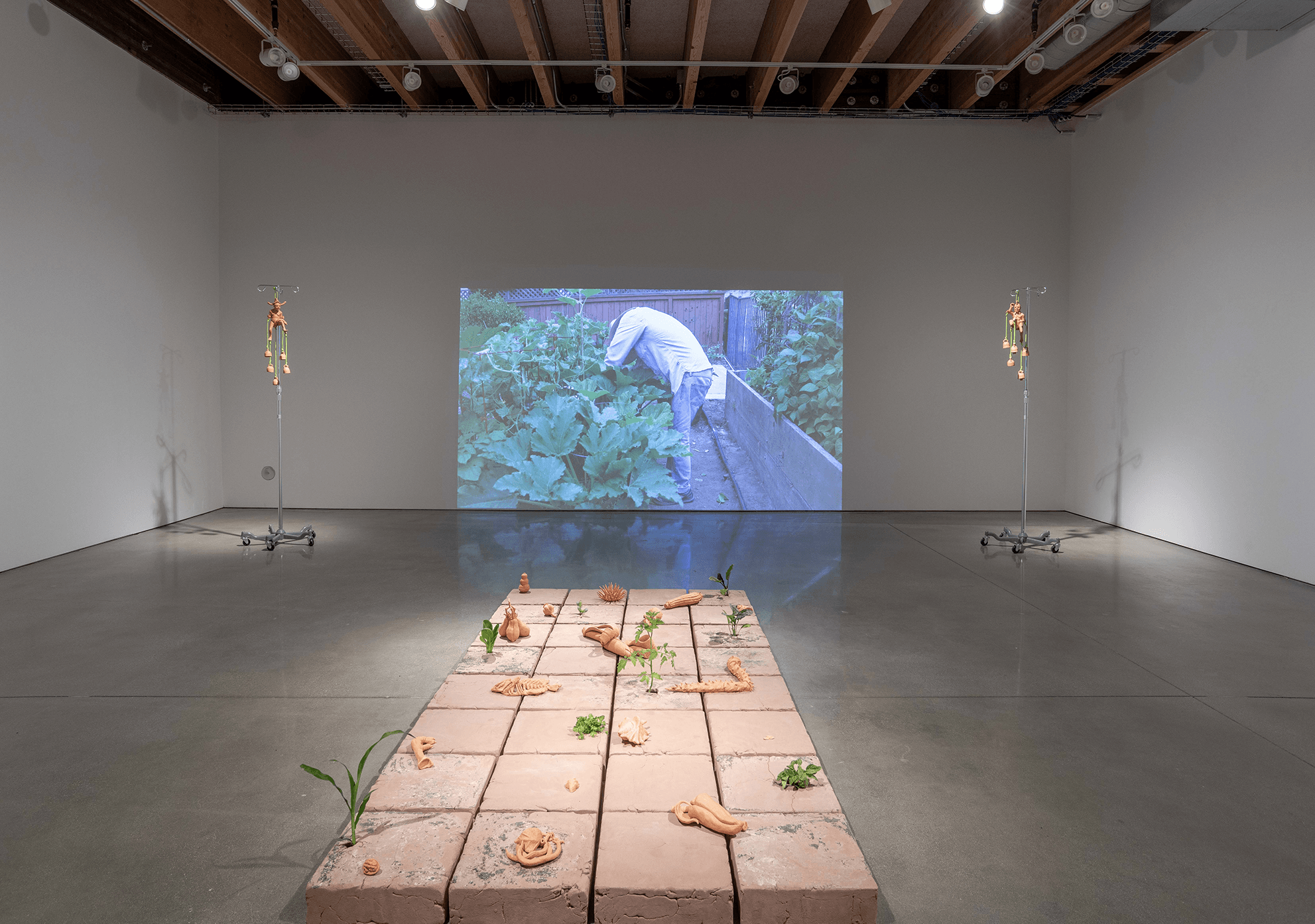 Various shots from different angles of the entire installation in the gallery at Margot
Levin Graduate Studios. In the center of the room is an 8’ x 4’ raised tile floor made from
unfired clay with ceramic objects adorning its surface. Live plants grow from cracks on top of
eight of the tiles. There is a video of a male-figure gardening projected onto the west wall
between two iv poles. The audio of the video is faint and comes from the rafters of the gallery.
Centered on the north and south walls are classical vases that rest on stainless steel armatures
positioned above bedpans that rest directly on the floor. Toward the east wall, off center and
facing the tile floor is a ceramic hand on top of an unfinished wood pedestal. Between the
hand and the tile floor hangs a parabolic speaker from which a woman’s voice can be heard
telling personal stories. 