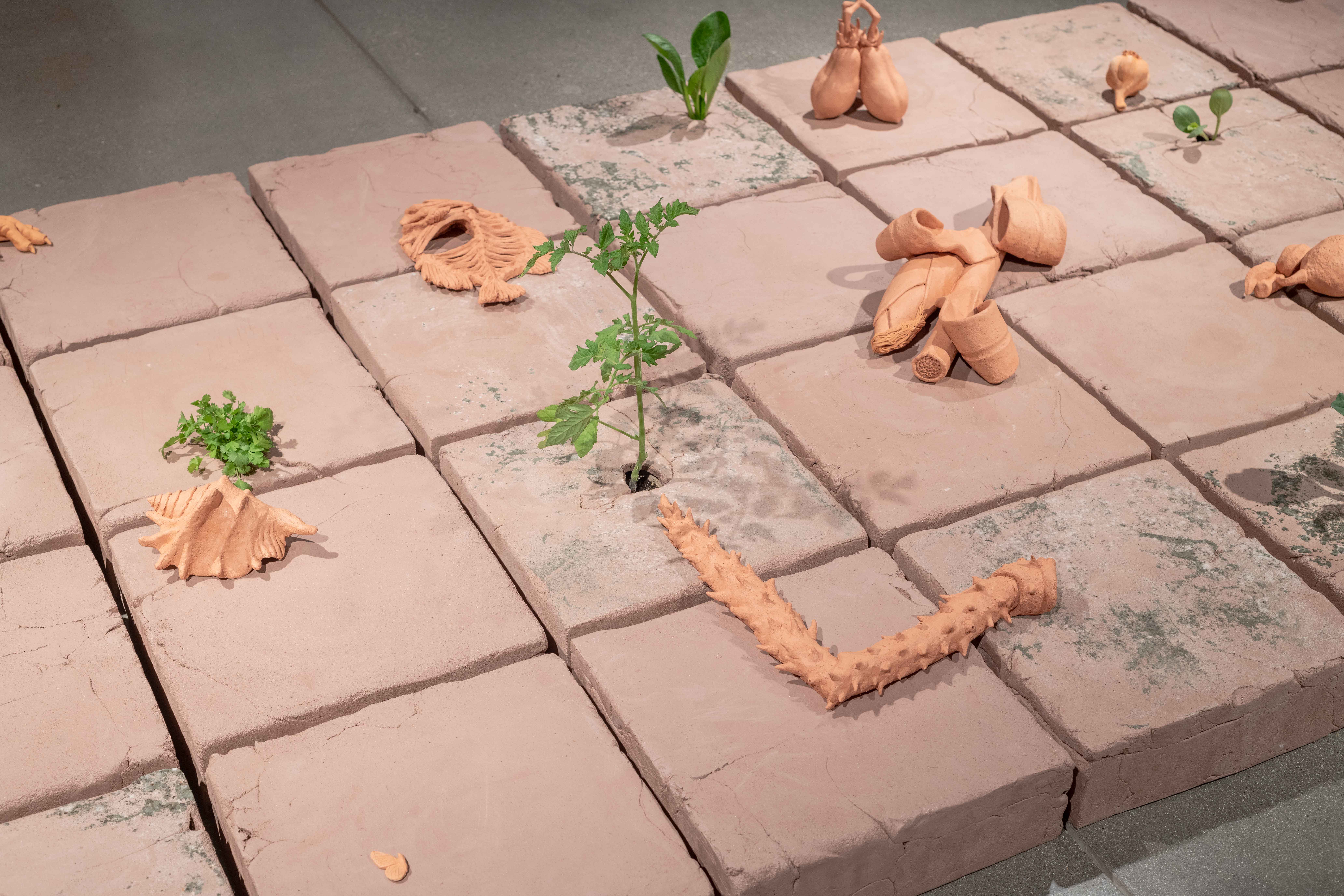 Detail shots of an 8’ x 4’ tile floor made from unfired clay with vegetable and herb
plants growing through cracks on eight of the tiles. The ceramic objects adorning the surface
are representations of different vegetables from my garden and other compostable waste.