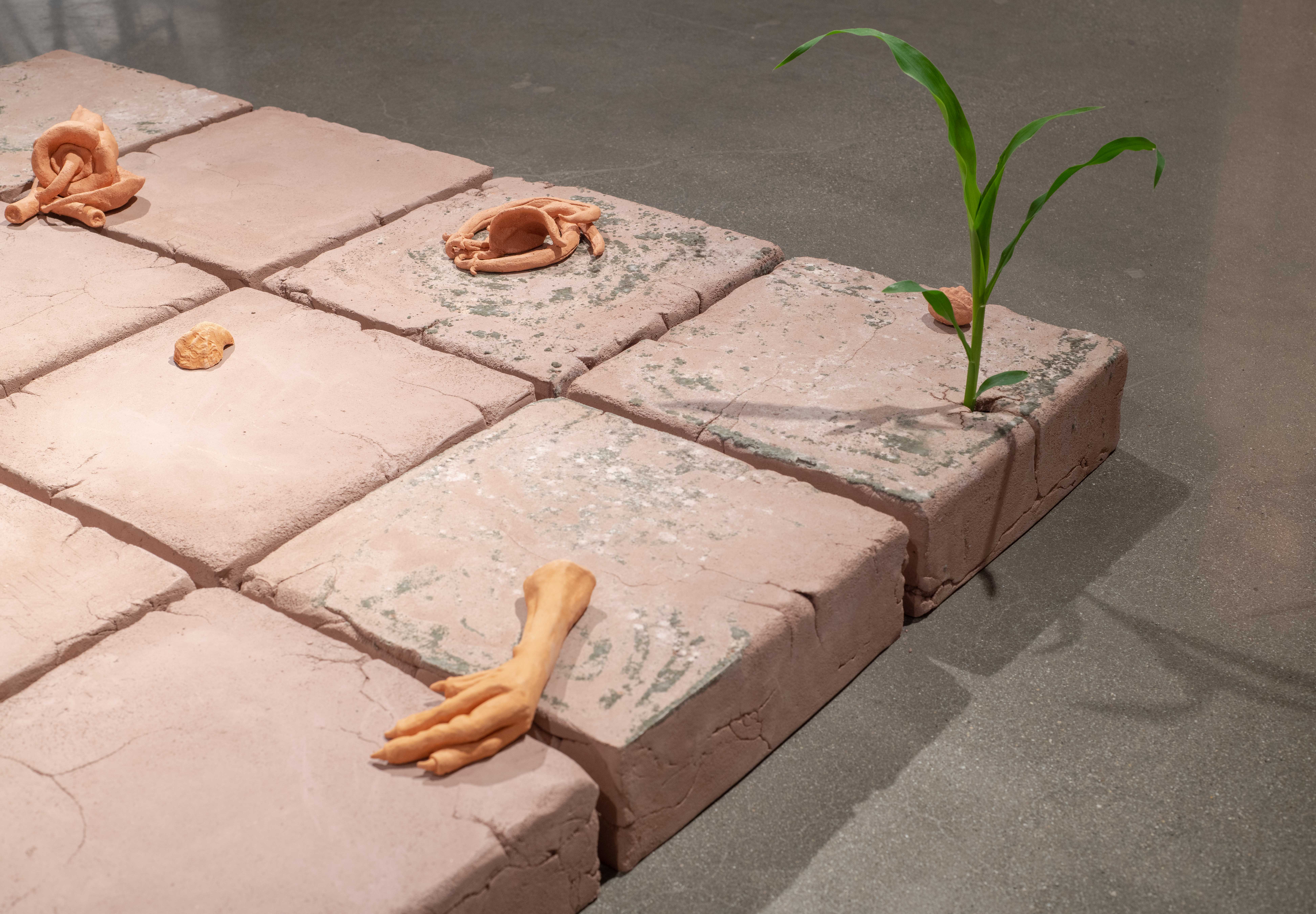 Detail shots of an 8’ x 4’ tile floor made from unfired clay with vegetable and herb
plants growing through cracks on eight of the tiles. The ceramic objects adorning the surface
are representations of different vegetables from my garden and other compostable waste.