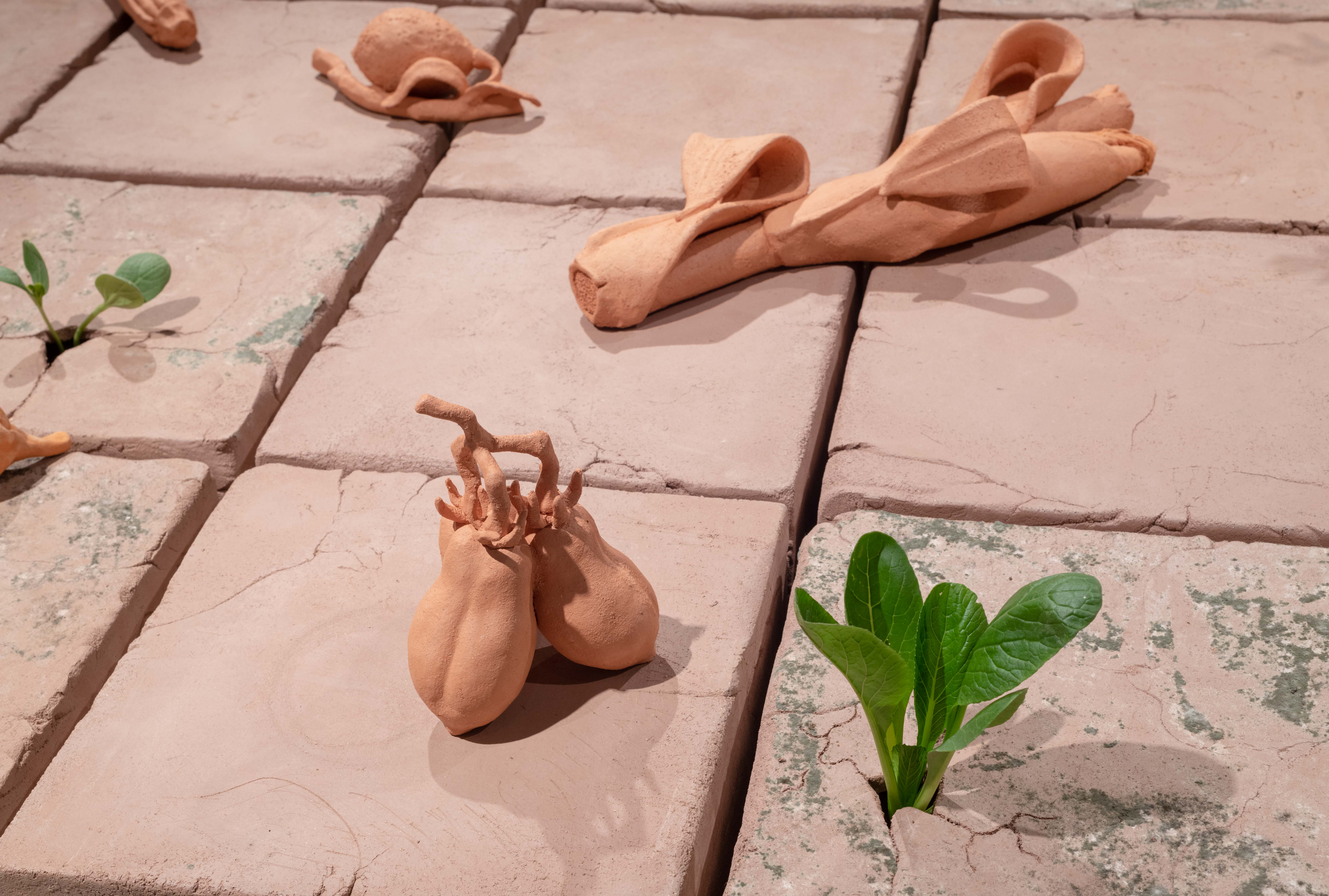 Detail shots of an 8’ x 4’ tile floor made from unfired clay with vegetable and herb
plants growing through cracks on eight of the tiles. The ceramic objects adorning the surface
are representations of different vegetables from my garden and other compostable waste.