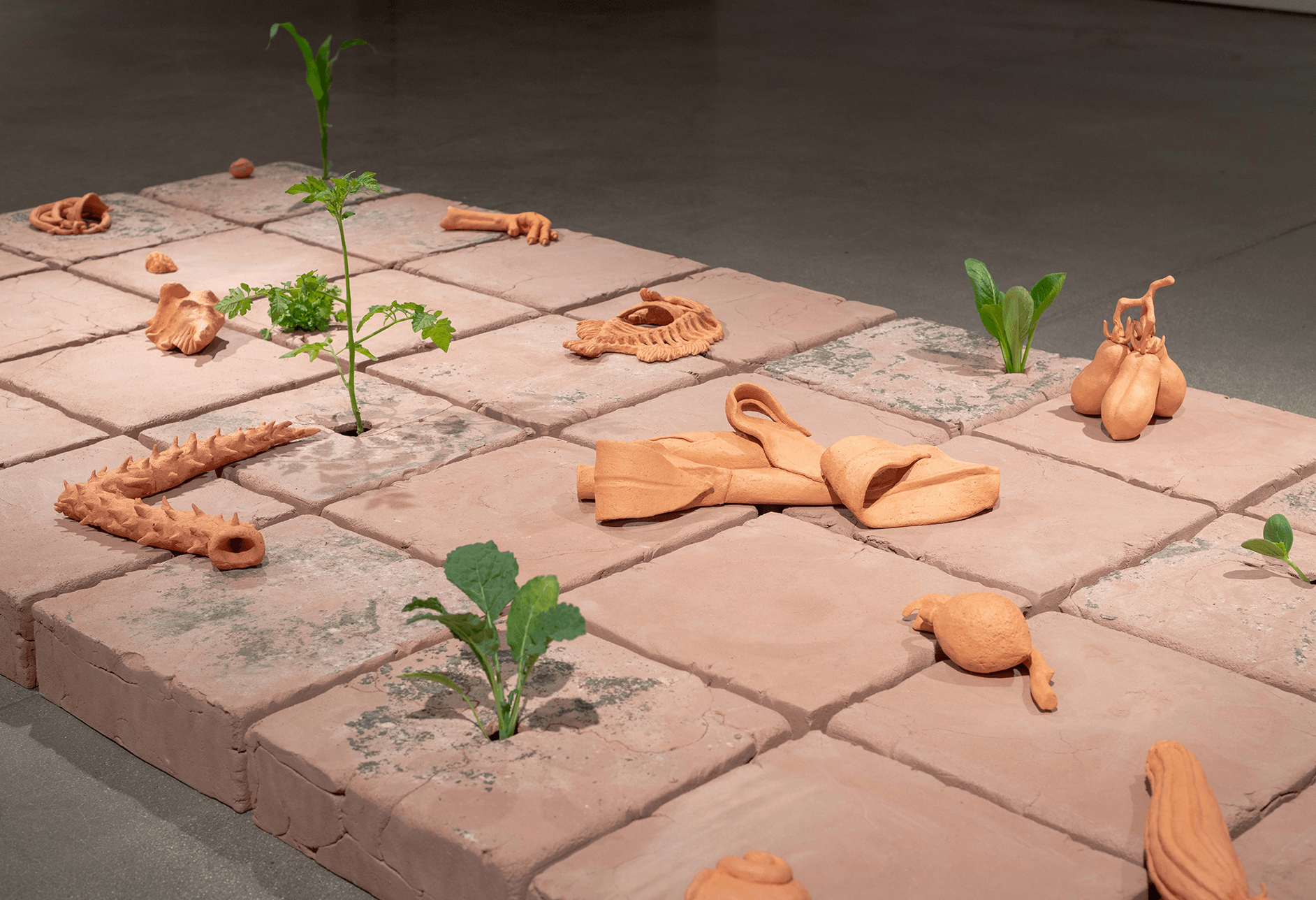 Detail shots of an 8’ x 4’ tile floor made from unfired clay with vegetable and herb
plants growing through cracks on eight of the tiles. The ceramic objects adorning the surface
are representations of different vegetables from my garden and other compostable waste. 
